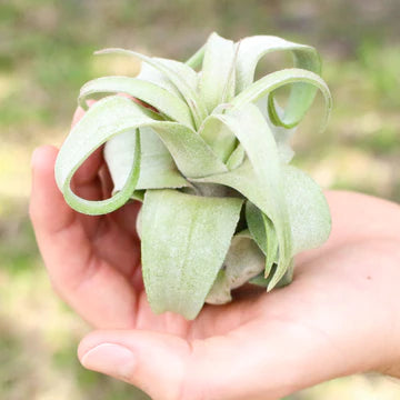 Tillandsia Streptophylla Air Plant - Pure Curly