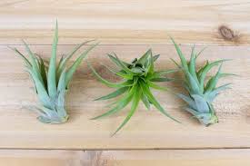 Tillandsia Abdita Brachycaulos Air Plant
