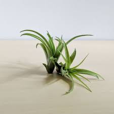 Tillandsia Abdita Brachycaulos Air Plant
