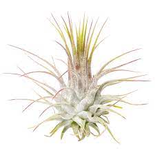Tillandsia Ionantha Guatemala Air Plant