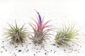 Tillandsia Ionantha Guatemala Air Plant