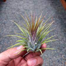 Tillandsia Ionantha Guatemala Air Plant