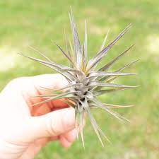 Purple Tillandsia Jonesii (Rare)