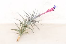 Purple Tillandsia Jonesii (Rare)