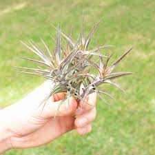 Purple Tillandsia Jonesii (Rare)