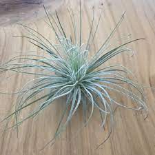 Tillandsia Magnusiana Air Plant