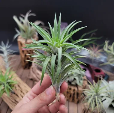 Tillandsia Neglecta Air Plant