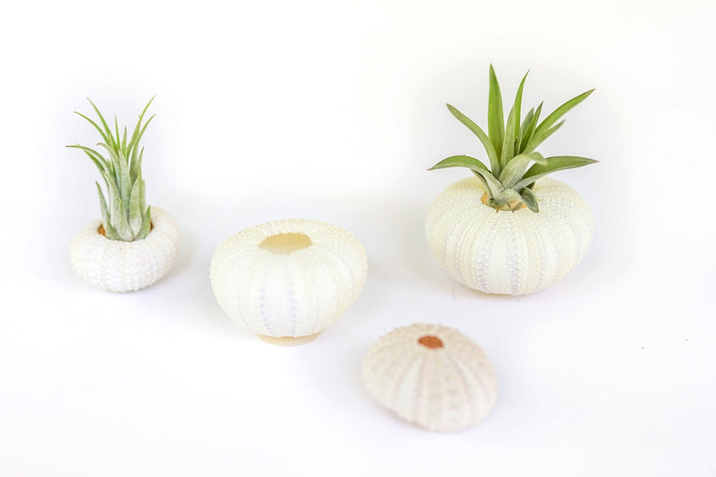 Urchin Collection Variety Pack with Tillandsia Ionantha Air Plants