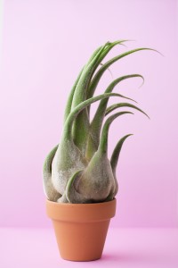 Tillandsia Seleriana Air Plant