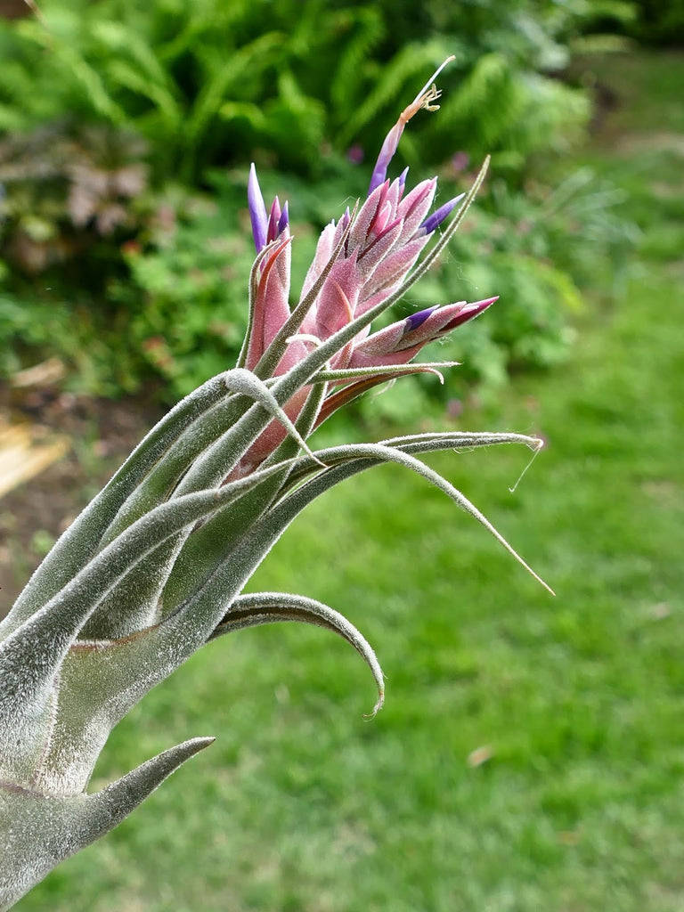 Tillandsia Seleriana Air Plant