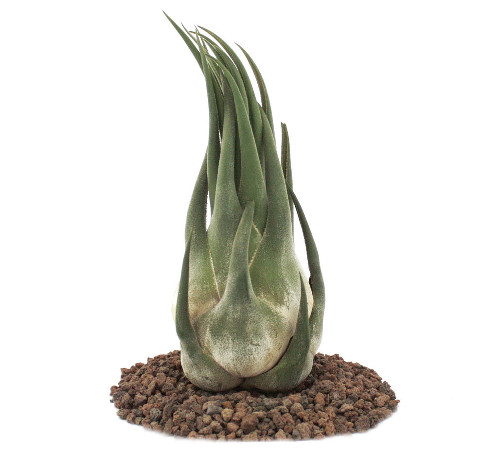 Tillandsia Seleriana Air Plant