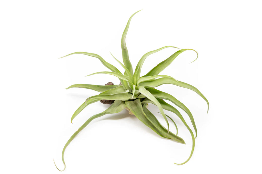Tillandsia Streptophylla Air Plant - Open