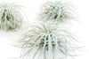 Tillandsia Tectorum Ecuador Air Plant