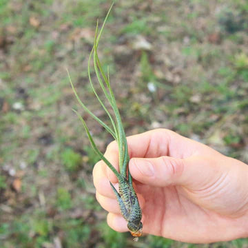 Tillandsia Butzii Air Plant