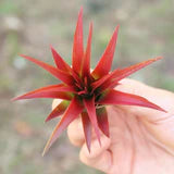 Tillandsia Red Abdita Air Plant
