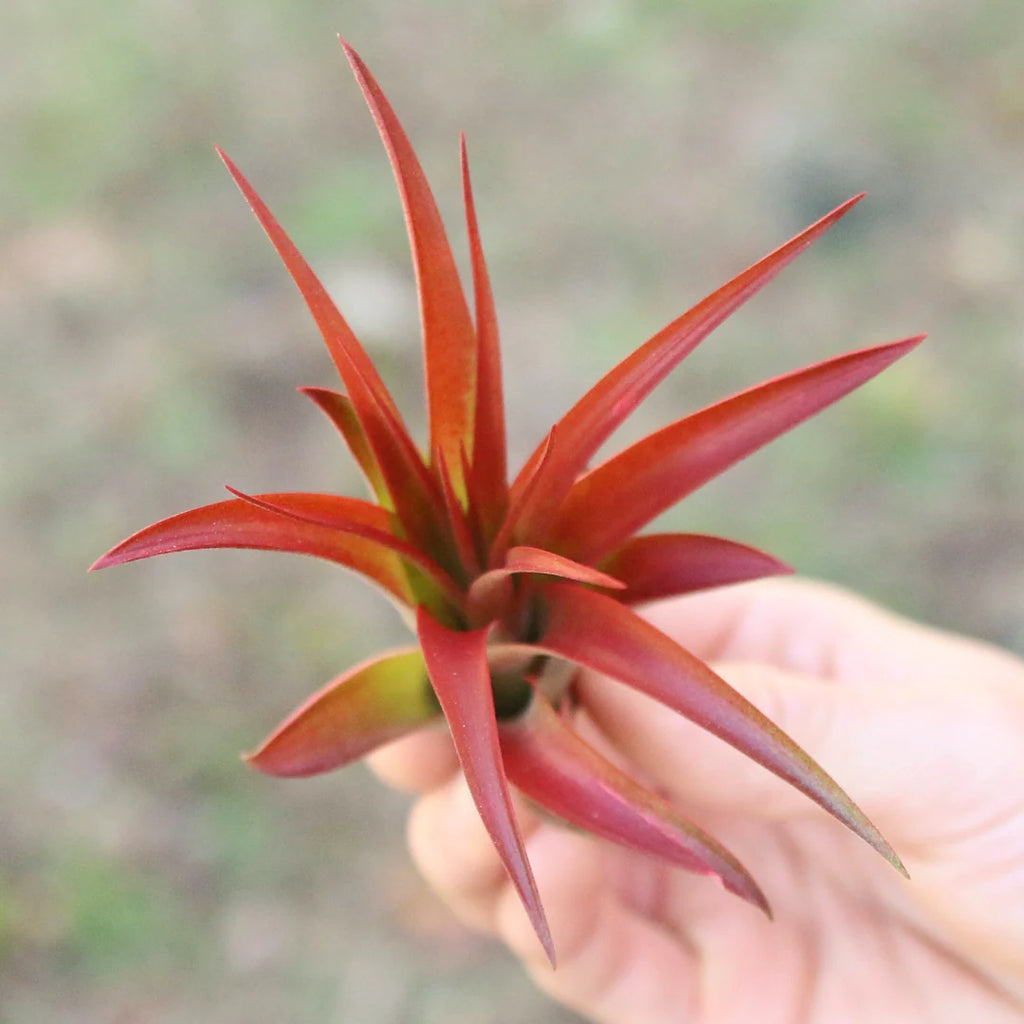 Tillandsia Red Abdita Air Plant