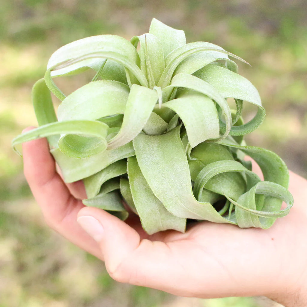 Tillandsia Streptophylla Air Plant - Pure Curly