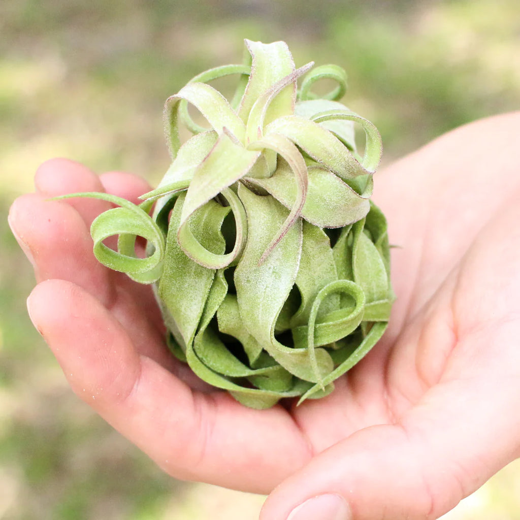 Tillandsia Streptophylla Air Plant - Pure Curly