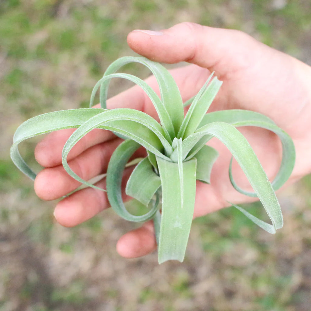 Tillandsia Streptophylla Air Plant - Open