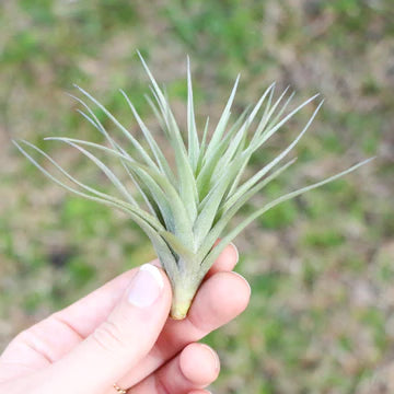 Tillandsia Tenuifolia Air Plant