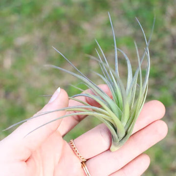 Tillandsia Tenuifolia Air Plant