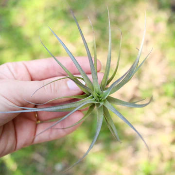 Tillandsia Tenuifolia Air Plant