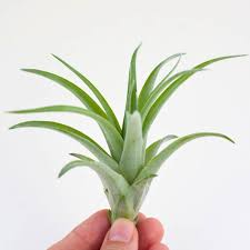 Tillandsia Abdita Brachycaulos Air Plant