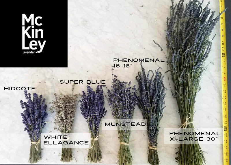 Hidcote Lavender Bundles