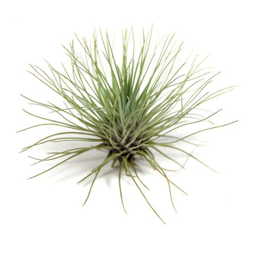 Tillandsia Argentea Thin Air Plant