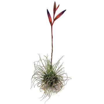 Tillandsia Argentea Thin Air Plant