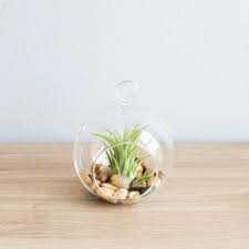 Glass Terrarium Flat Bottom