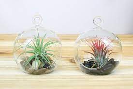 Glass Terrarium Flat Bottom