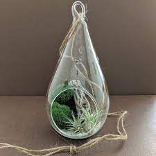 Glass Teardrop Terrarium