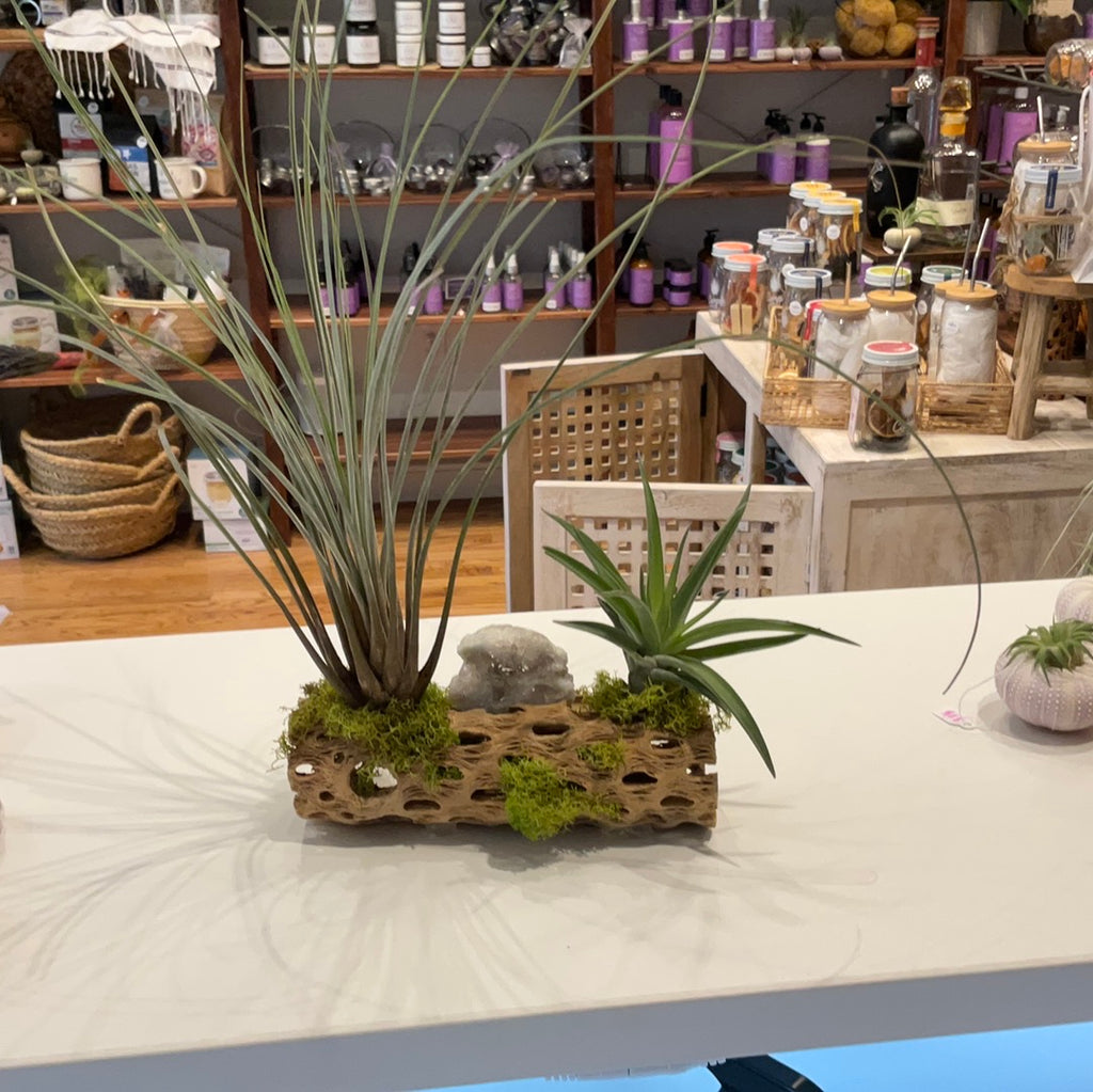 Custom Arrangement on Cholla - Juncea, Velutina, Smokey Quartz