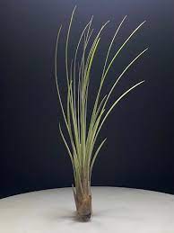 Tillandsia Juncea Air Plant