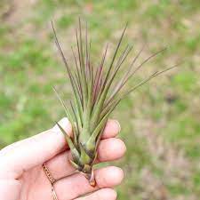 Tillandsia Melanocrater Tricolor Air Plant