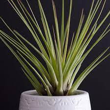 Tillandsia Melanocrater Tricolor Air Plant