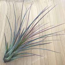 Tillandsia Melanocrater Tricolor Air Plant