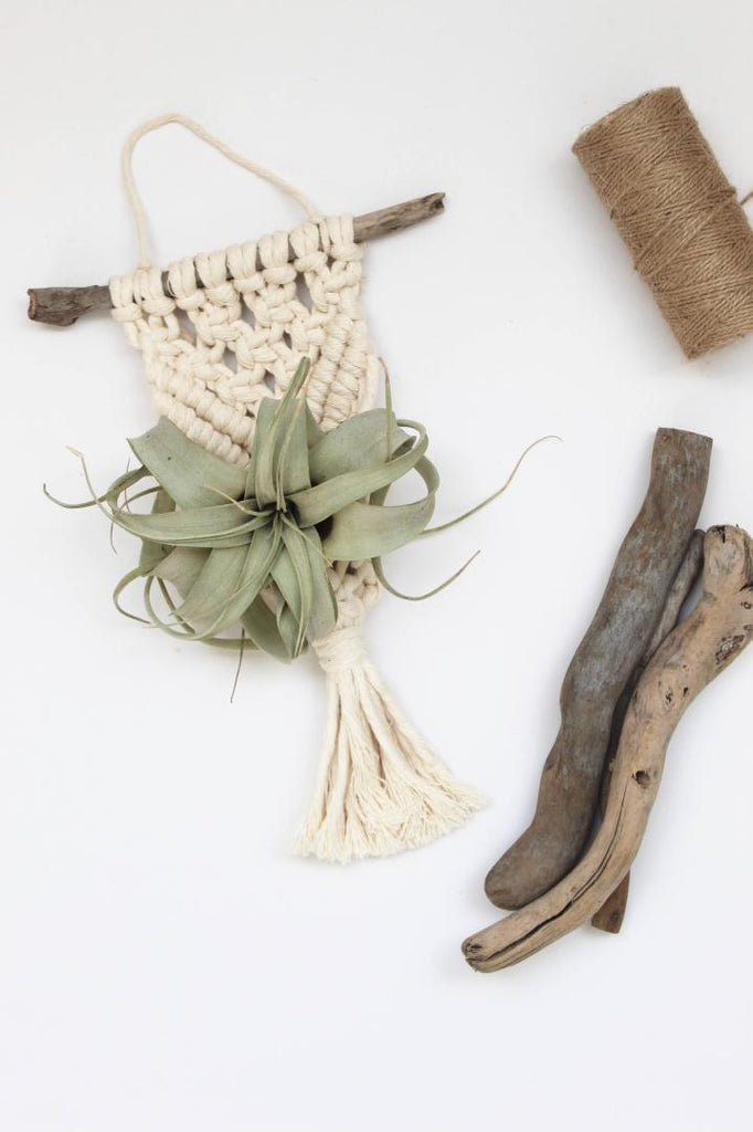 macrame for air plants Mini Macrame Plant Hanger, Air Plant Holder, Hanging Planter