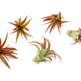 Tillandsia Red Abdita Air Plant